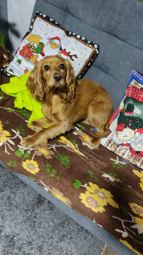 Canela