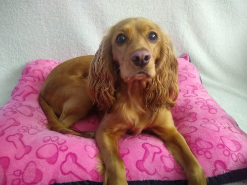 Canela
