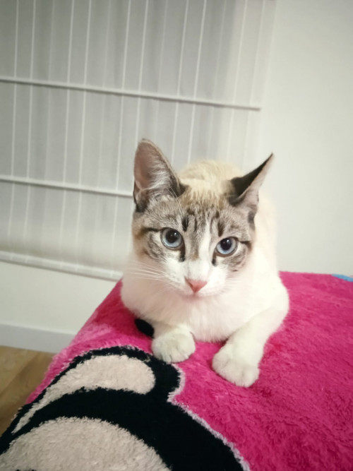 Kira