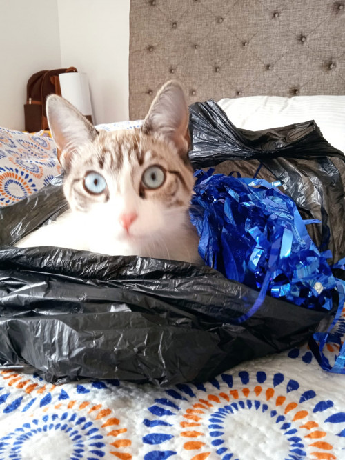 Kira
