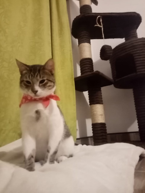Milo