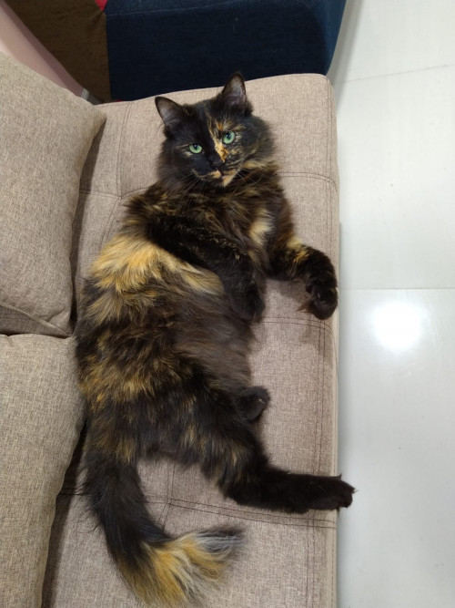 Cloe