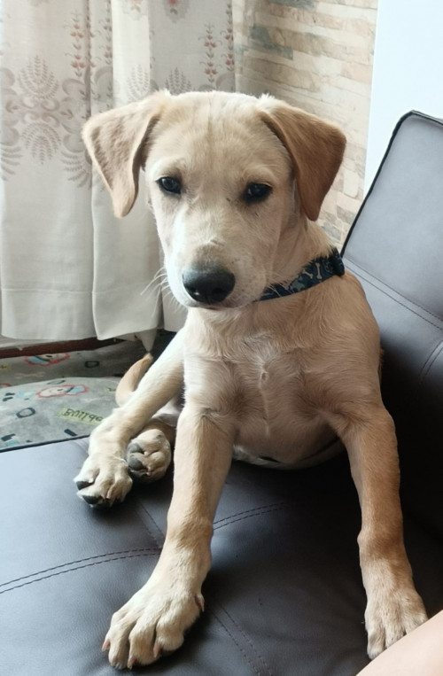 Toby