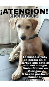 Foto de Toby en  Bogotá #3