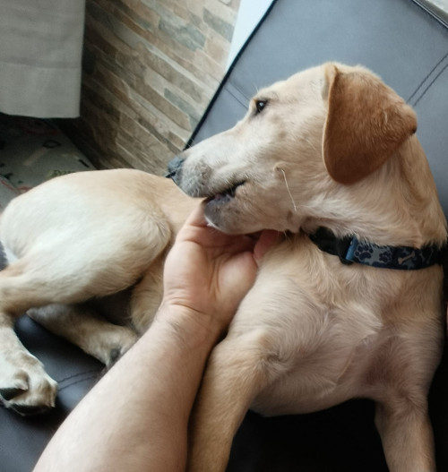 Toby