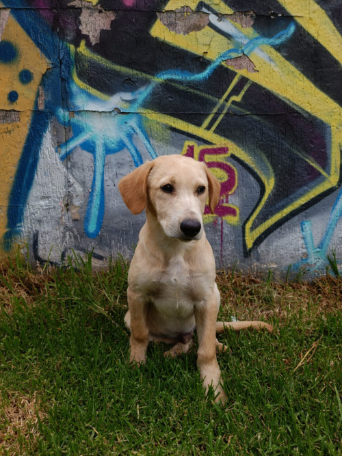 Toby