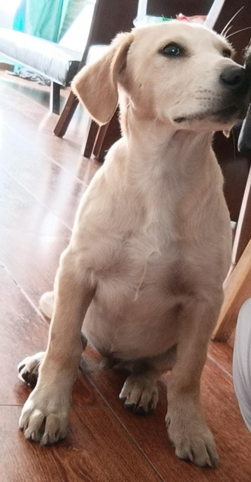 Toby