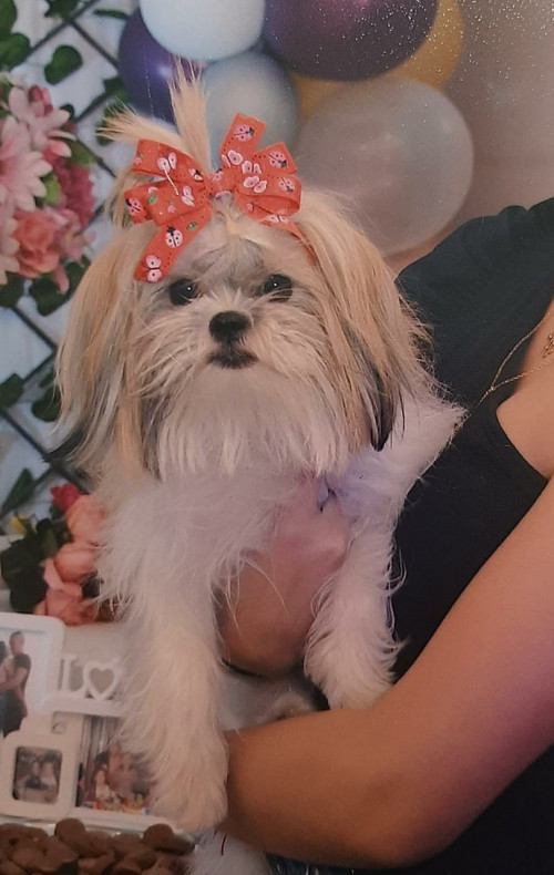 Canela