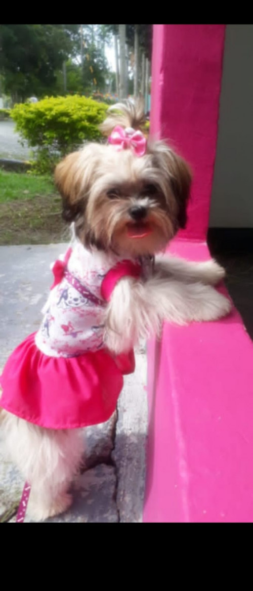 Canela