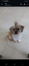 Foto de Canela en Dagua Valle del Cauca #7