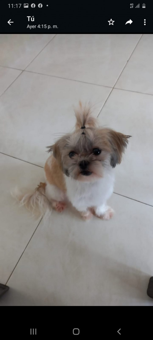 Canela