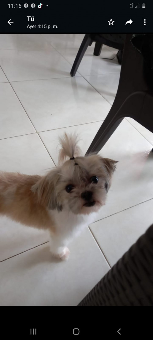 Canela