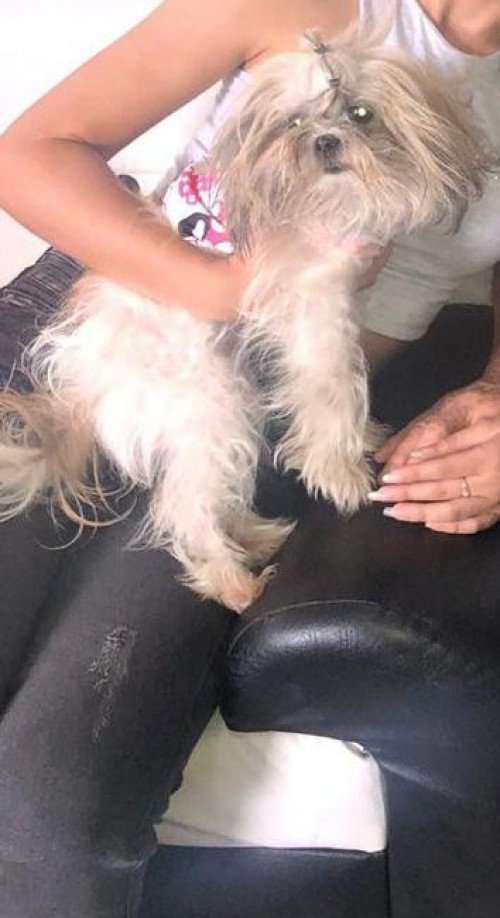 Canela
