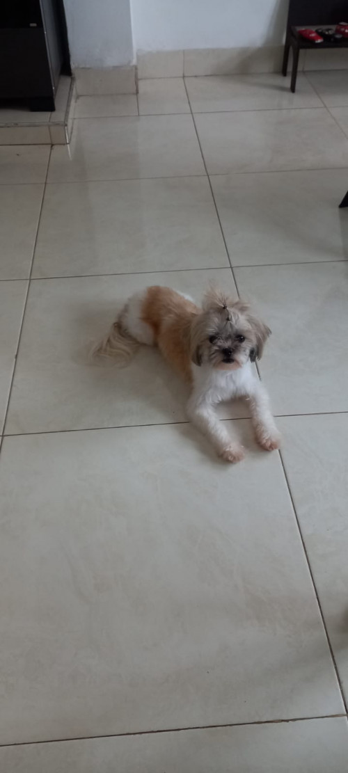 Canela