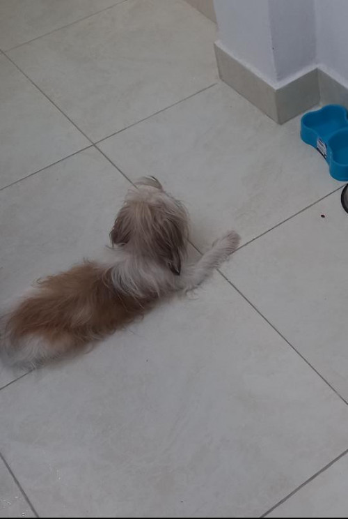 Canela