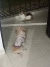 Foto de Canela en Dagua Valle del Cauca #2