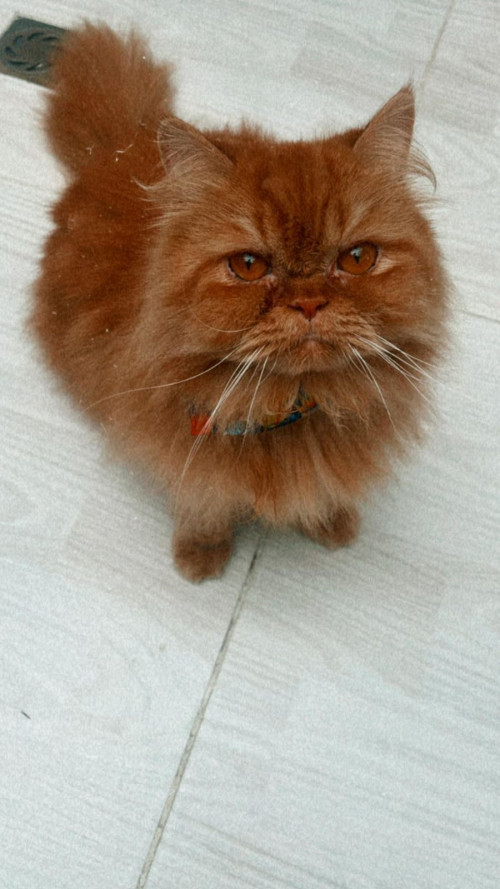 Romeo