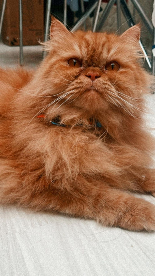 Romeo