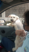 Foto de Molly en Cúcuta Norte de Santander #2