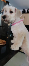 Foto de Molly en Cúcuta Norte de Santander #1