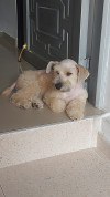Foto de Molly en Cúcuta Norte de Santander #0