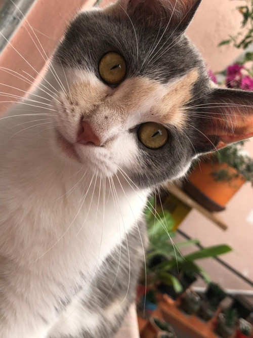 Arepita
