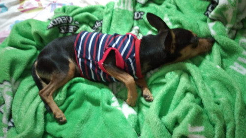 Tommy