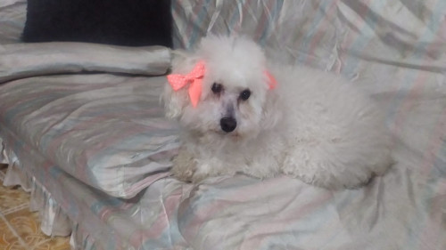 Polly