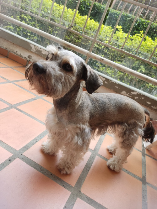 Mía