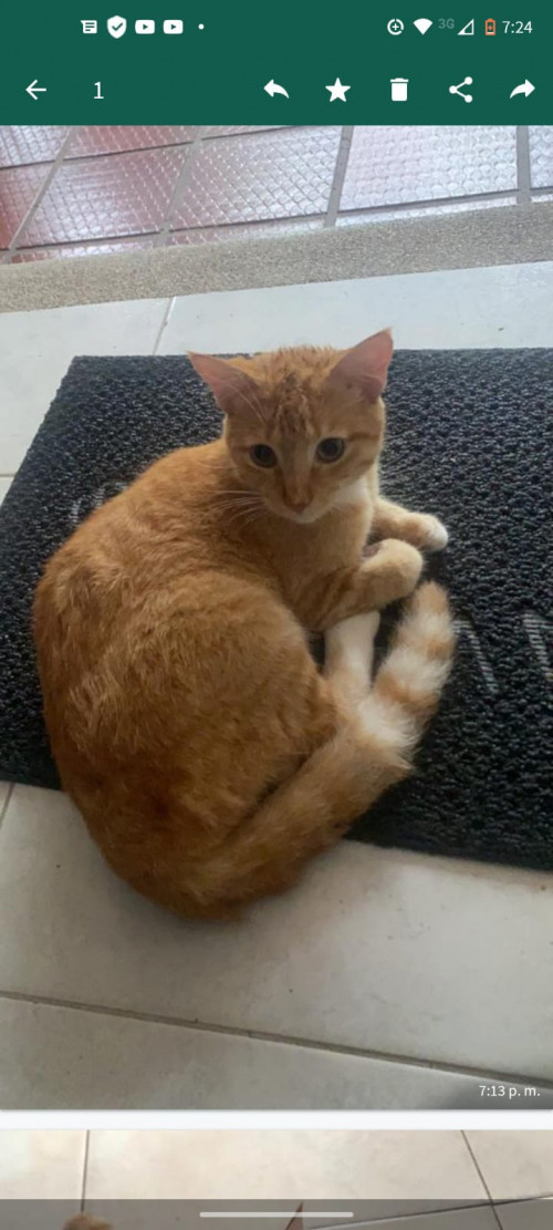 Simba