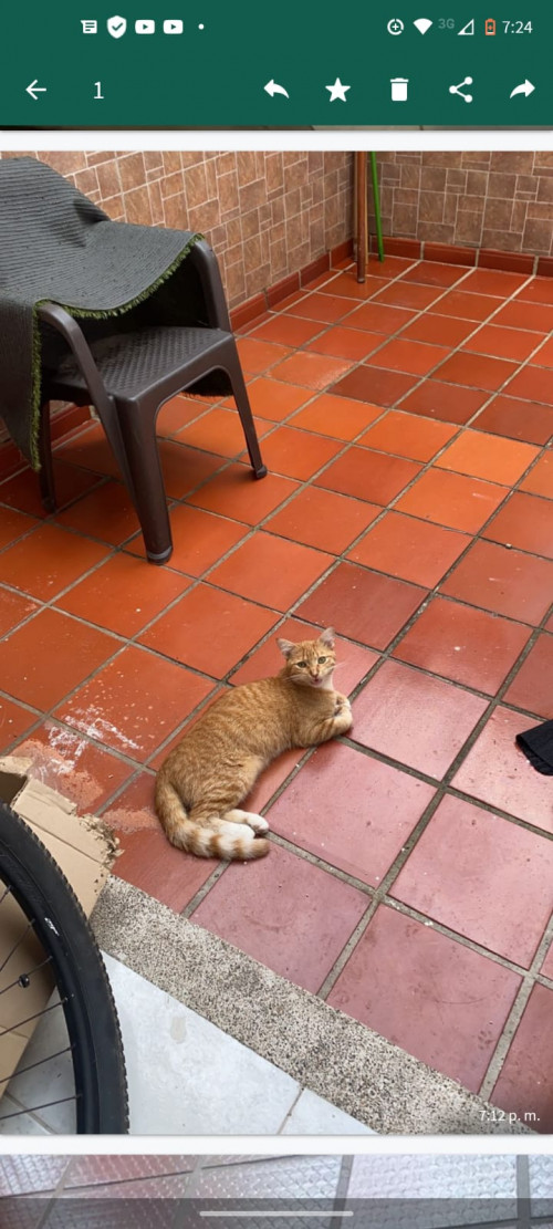 Simba