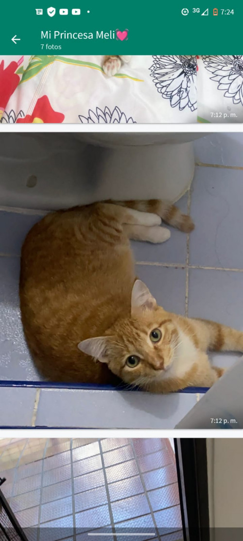 Simba