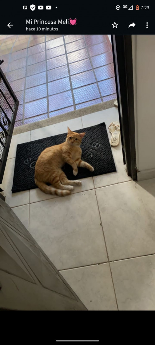Simba