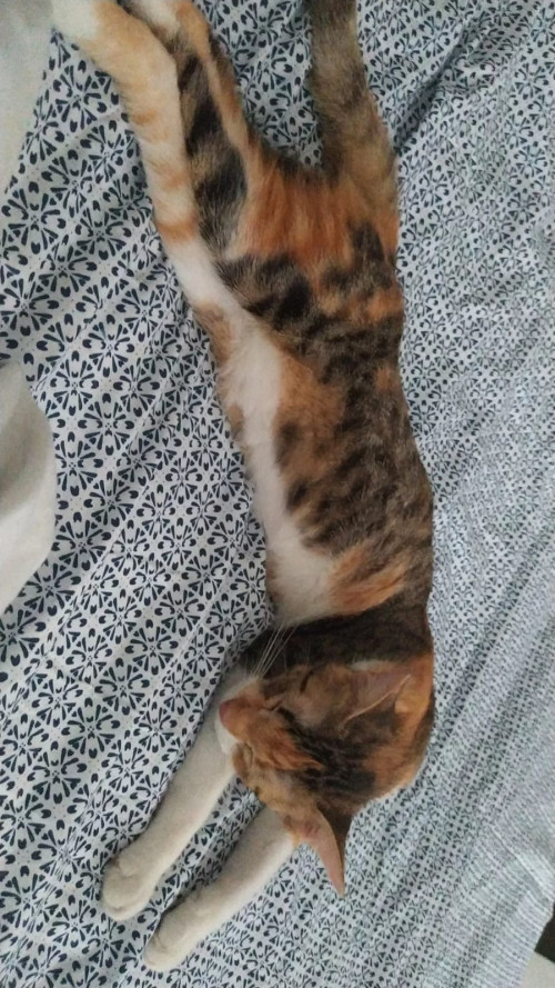 Venus