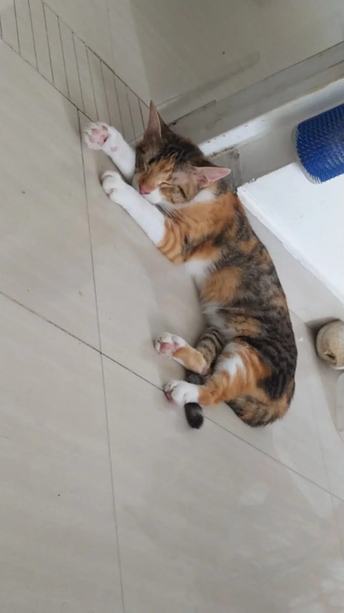 Venus