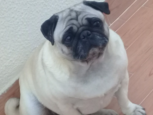 María José