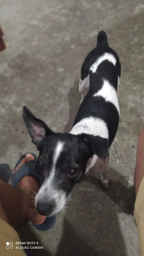Rutila