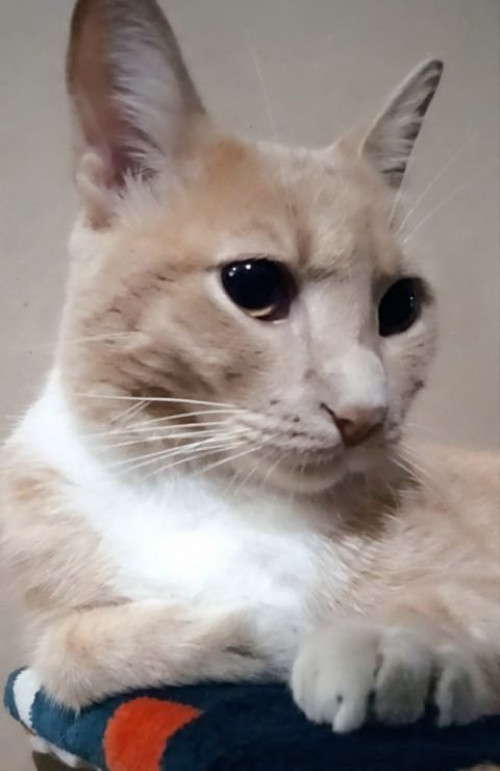 Milo
