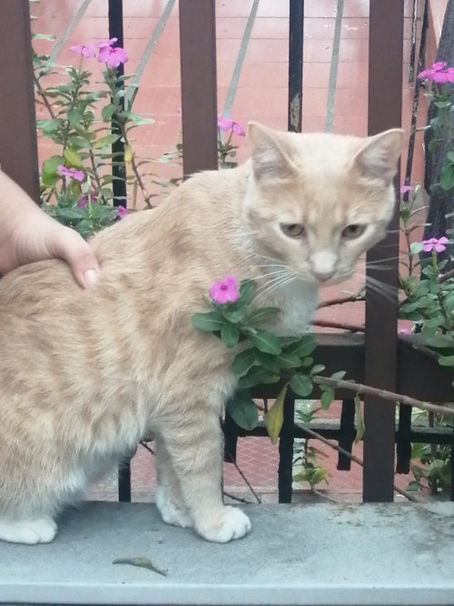 Milo