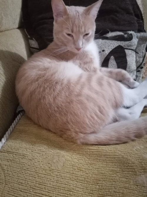 Milo