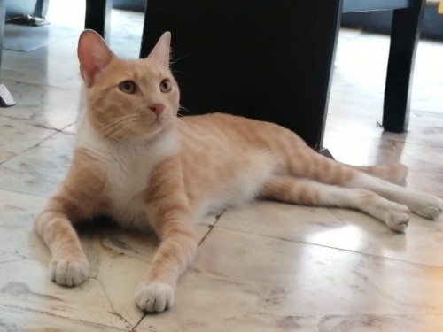Milo