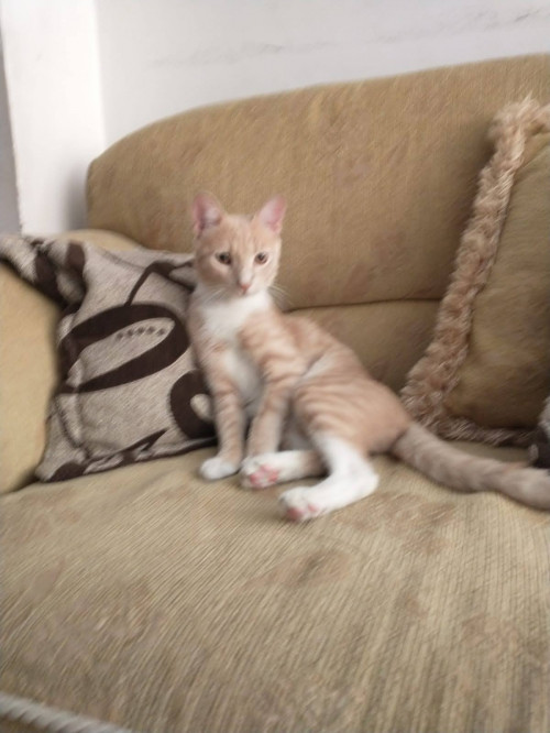 Milo