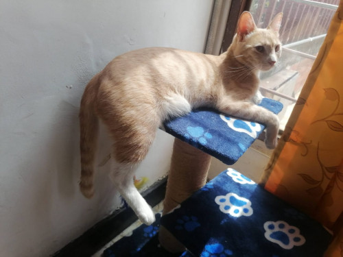 Milo