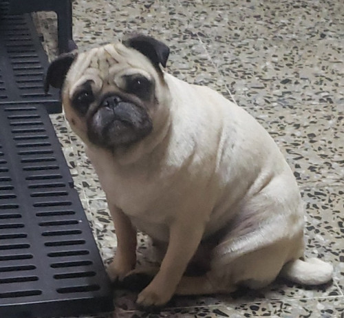 Frida