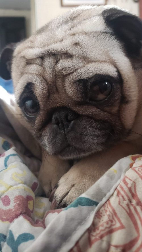 Frida