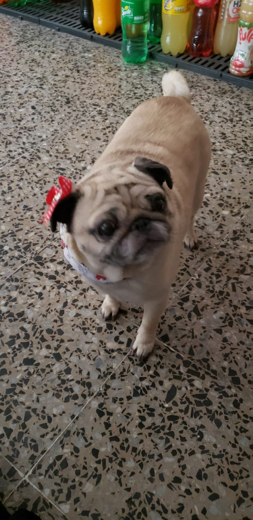 Frida