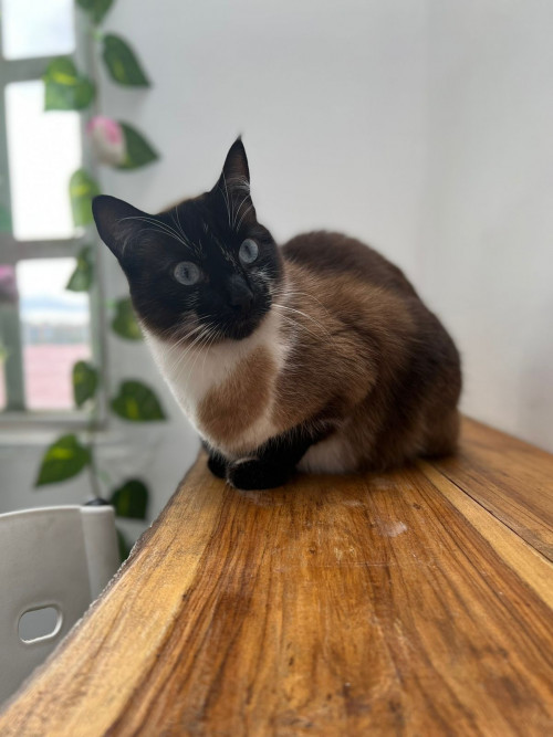 Sam