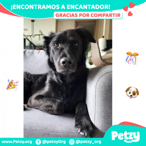 Foto de mascota Encantador