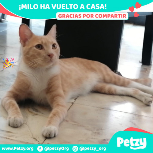 Foto de mascota Milo