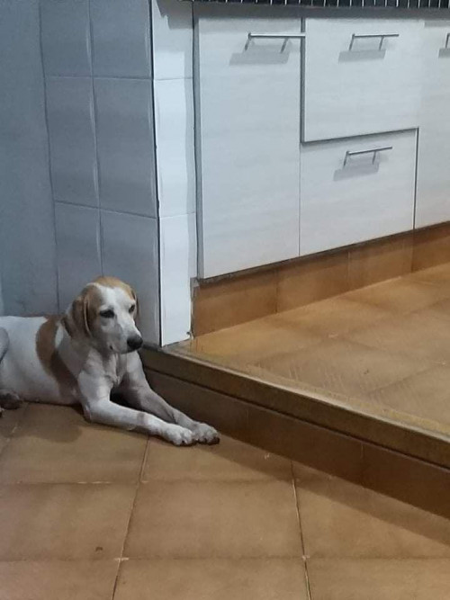 Simón